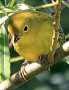 Mangrove Warbler