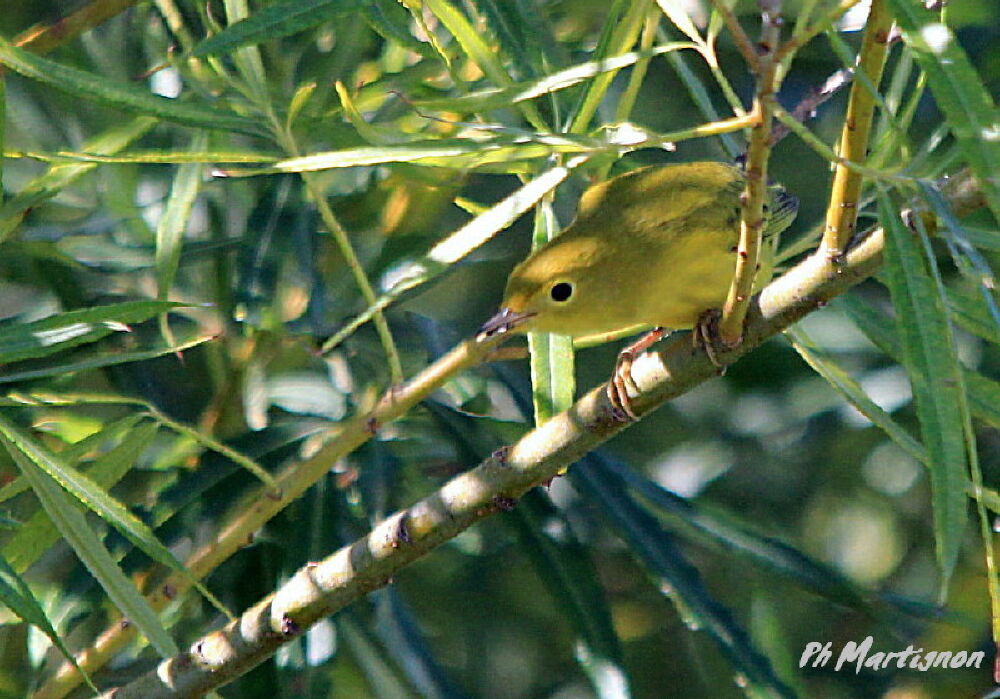 Mangrove Warbler