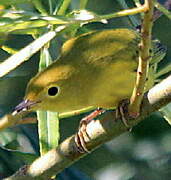 Paruline des mangroves