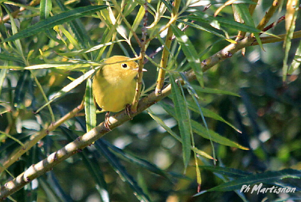 Paruline des mangroves