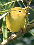 Mangrove Warbler