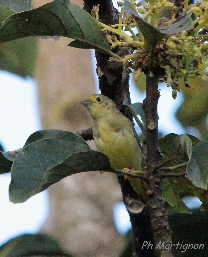 Paruline des mangroves, identification