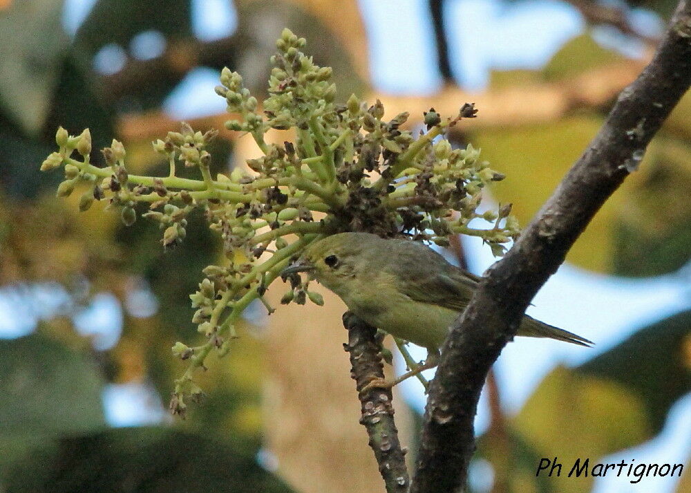 Paruline des mangroves, identification