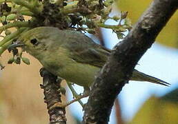 Mangrove Warbler