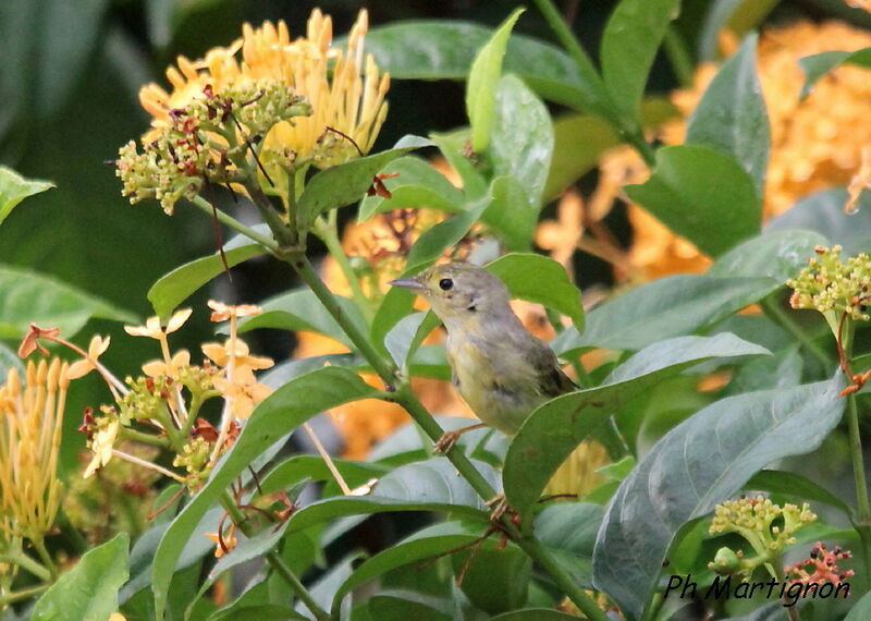 Mangrove Warbler, identification