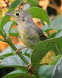 Paruline des mangroves