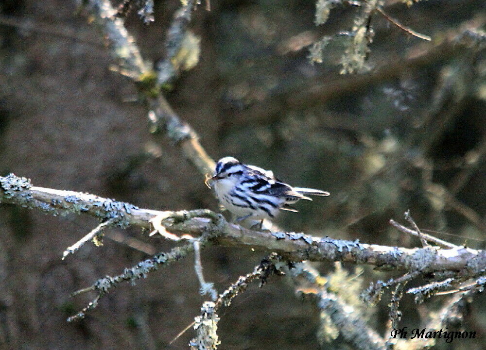 Black-and-white Warbler