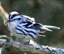 Black-and-white Warbler