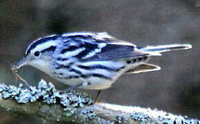 Black-and-white Warbler