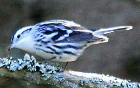 Black-and-white Warbler