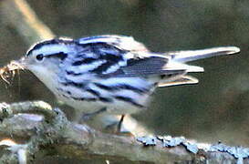 Black-and-white Warbler