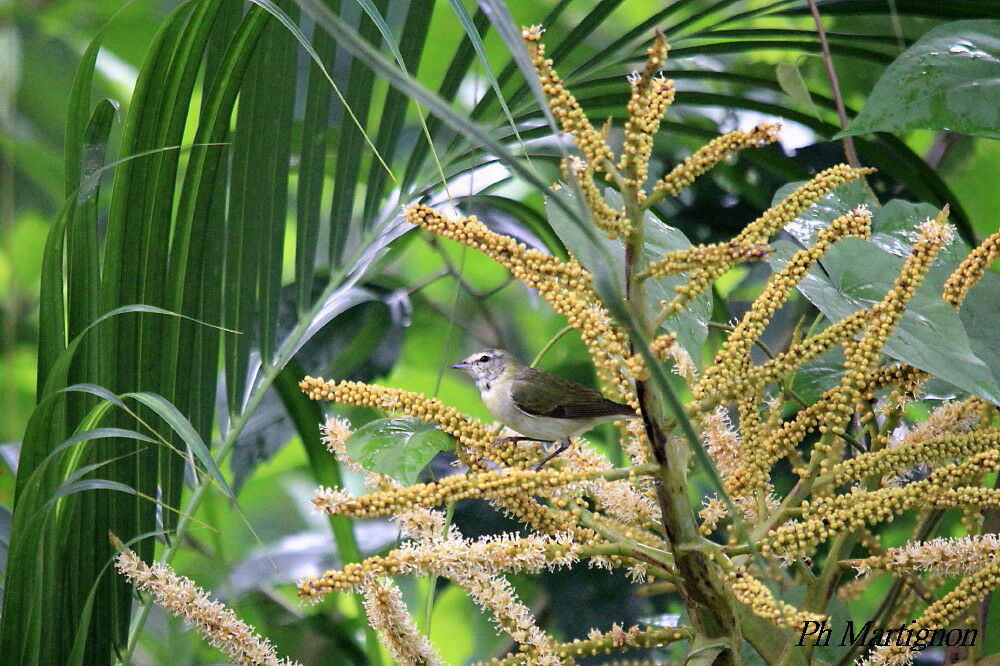 Tennessee Warbler