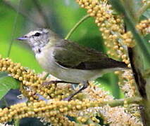 Tennessee Warbler