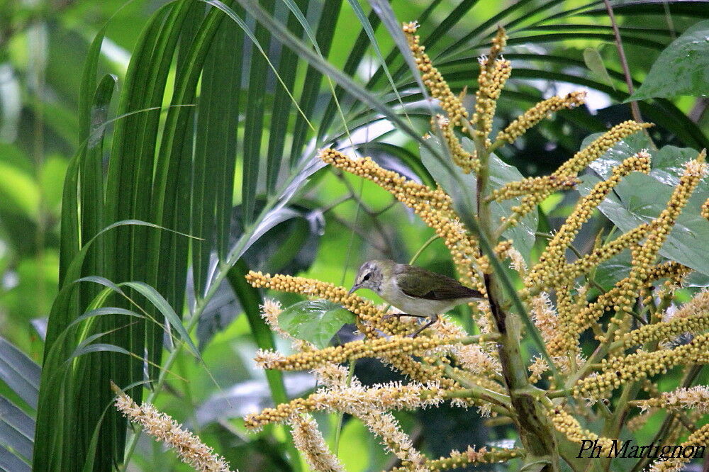 Tennessee Warbler