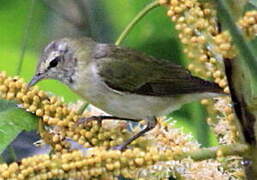 Tennessee Warbler