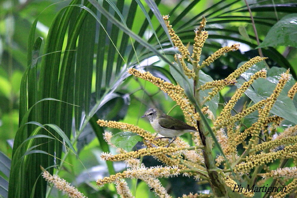 Tennessee Warbler