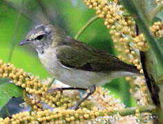 Tennessee Warbler