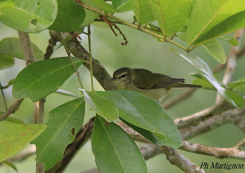 Tennessee Warbler