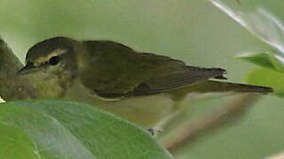 Tennessee Warbler