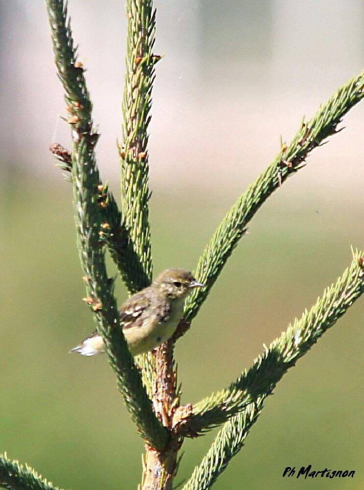 Blackpoll Warbler