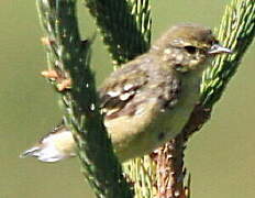 Paruline rayée