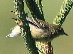 Paruline rayée