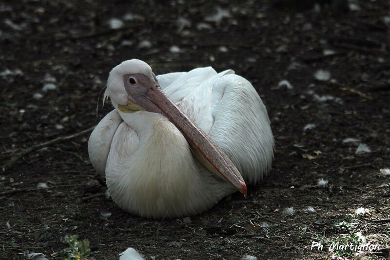 Pélican blanc, identification