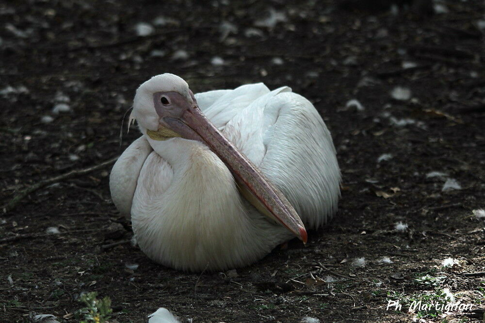 Great White Pelican, identification