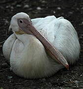 Great White Pelican