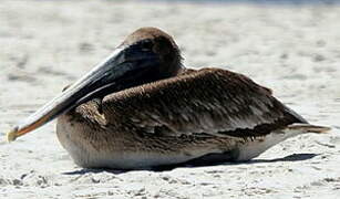 Brown Pelican