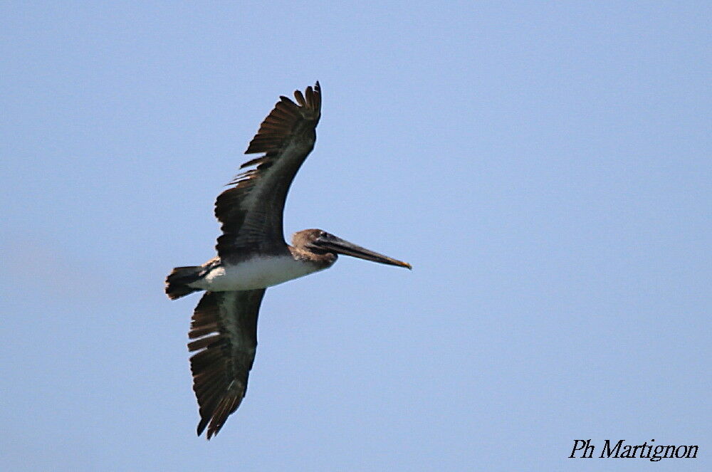 Brown Pelican, Flight