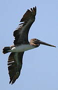 Brown Pelican