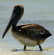 Brown Pelican