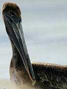 Brown Pelican