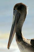 Brown Pelican