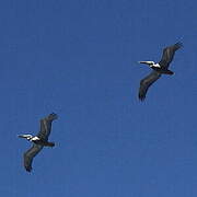 Brown Pelican