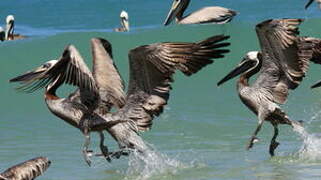 Brown Pelican