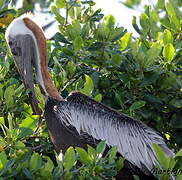 Brown Pelican