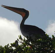 Brown Pelican