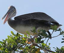 Brown Pelican