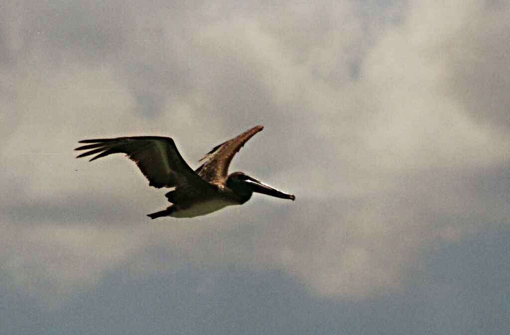 Pélican brun