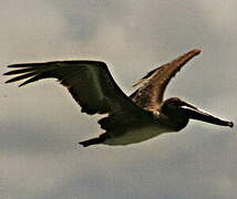 Brown Pelican