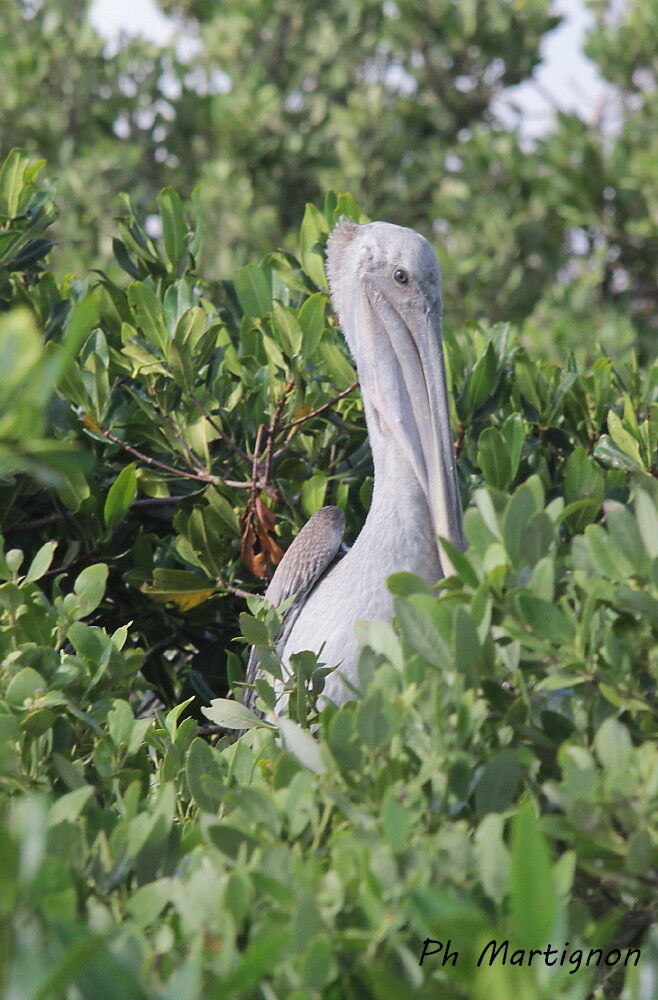 Brown Pelican, identification