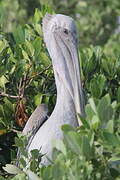 Brown Pelican