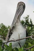 Brown Pelican