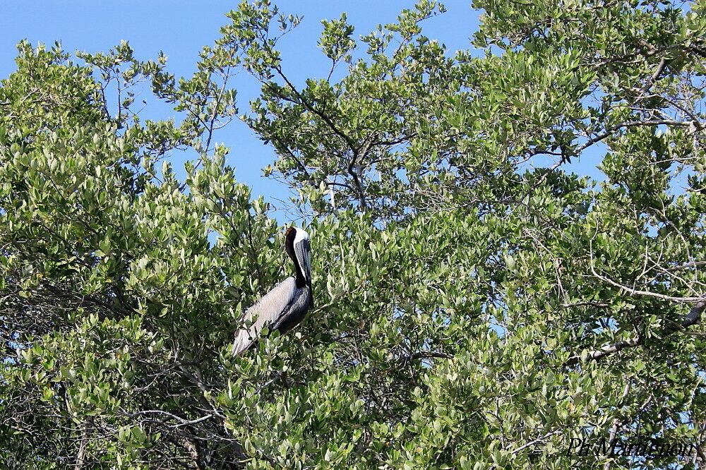 Brown Pelican male, identification