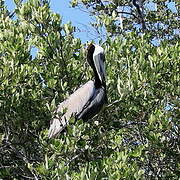 Brown Pelican