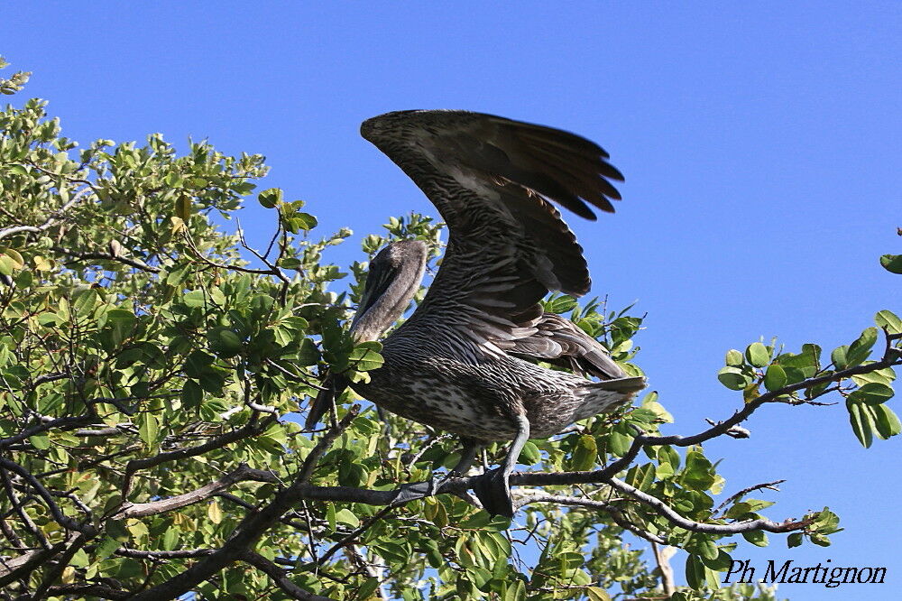 Brown Pelican female, identification