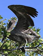 Brown Pelican