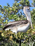 Brown Pelican